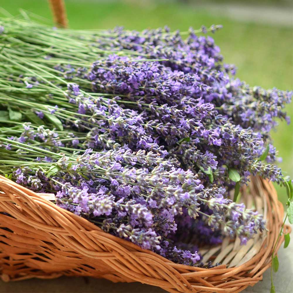 Lavender Soy Wax Candle - Lavender, Lavender, and More Lavender